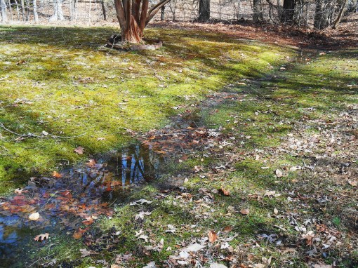 Water from this ditch runs into a tiny creek which feeds College Creek, less than 200 ft. away.