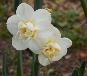 Late daffodils in bloom on April 13