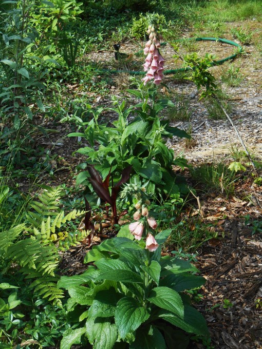 These Foxgloves looked so frost-bitten in March I thought they might be dead.  Just look at them now!  And yes, the Canna Lilies survived, the winter, too!