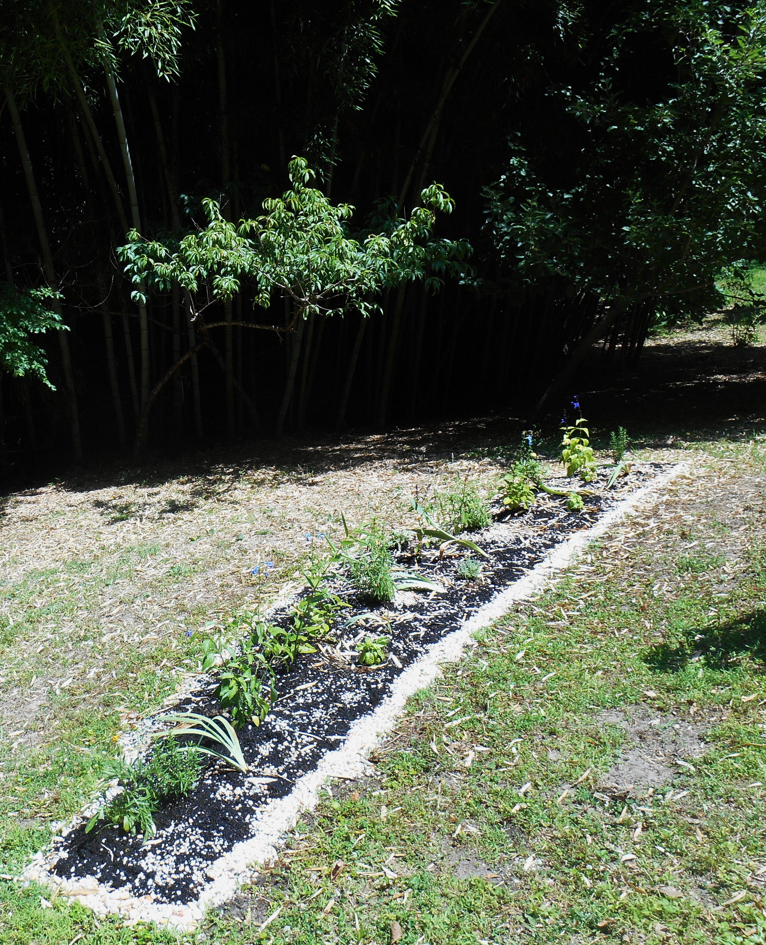 The bed is located in full sun on sloping land near the bottom of our garden.  Our bamboo forest grows out of the ravine to the left in this photo.  The leaves littering the ground have fallen from the bamboo in our recent hot weather.
