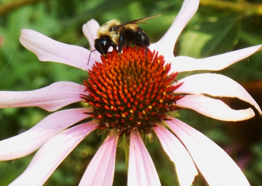Native Echinacea attracts many pollinators.