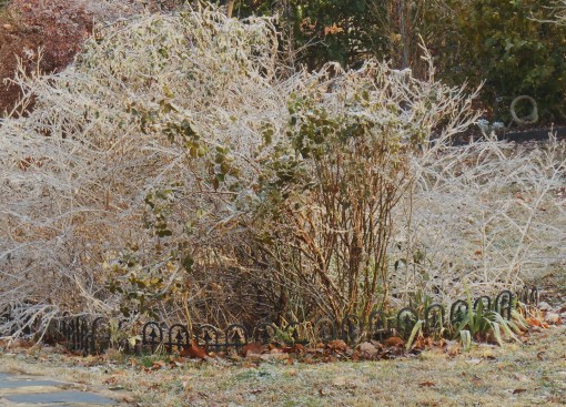 Our Lantana and rose bed last January after an ice storm.