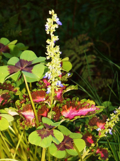 A rooted cutting of Coleus grows with Oxalis.