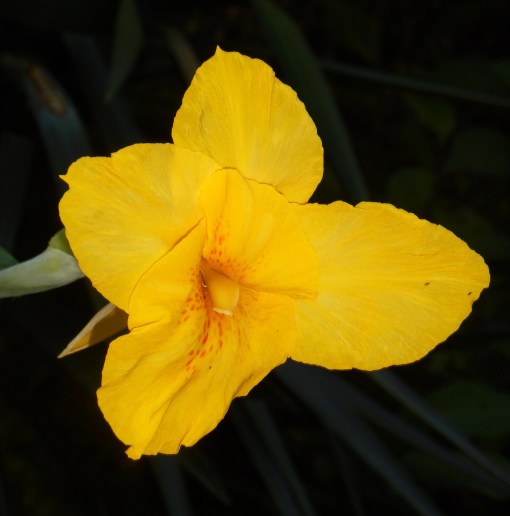 Canna, giving its first blooms of the season.
