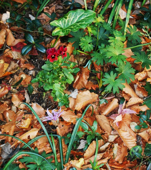 Arum here with hardy Geranium, Lycoris foliage, Viola, and our first Colchicum 'Waterlily' to bloom.