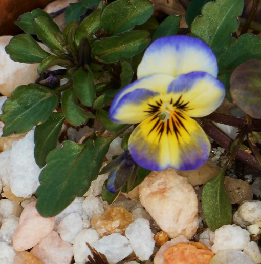 Goldenrod yellow shines in the face of this tiny Viola. February 9, "Goldenrod."