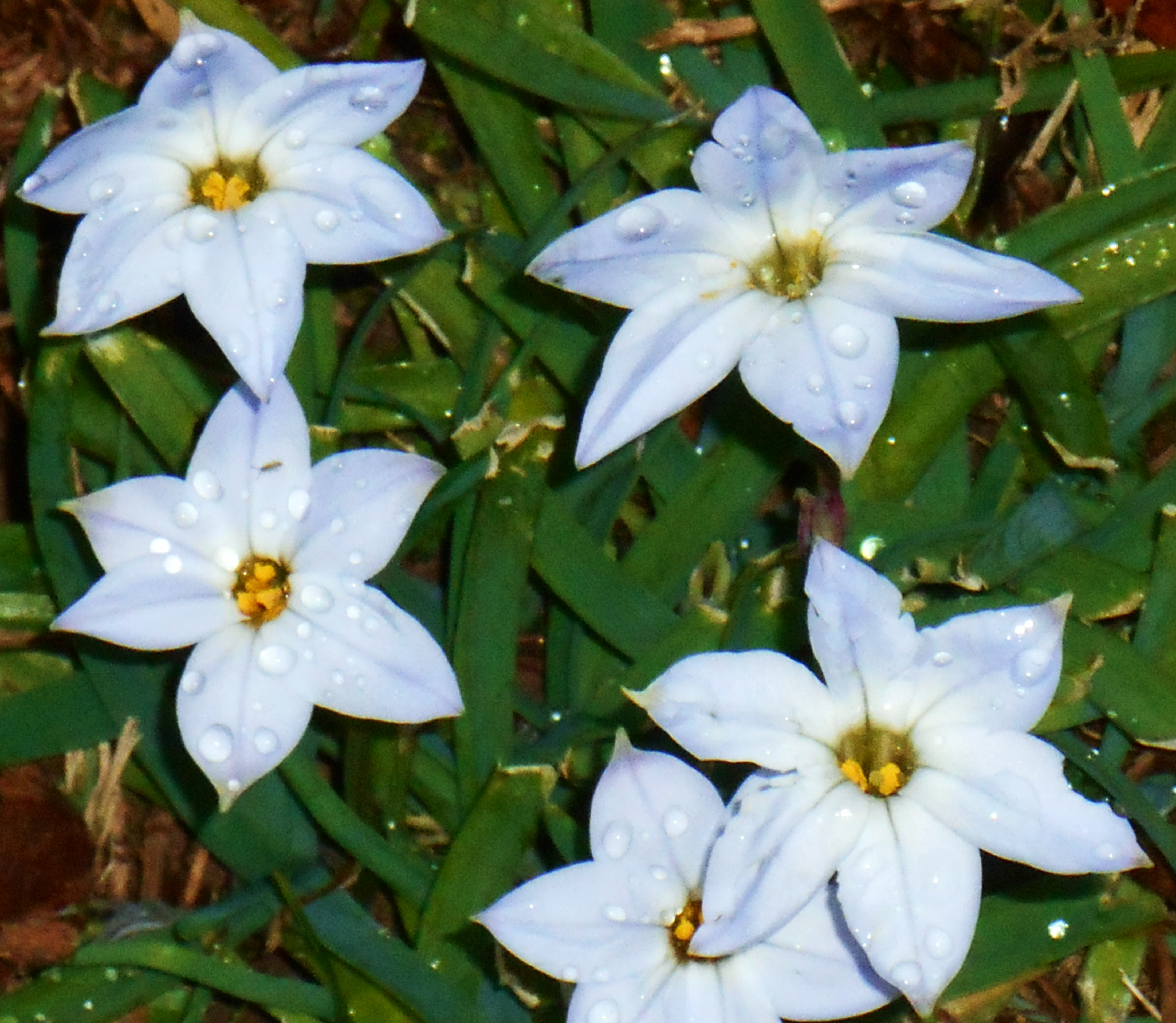 March 12, 2016 spring flowers 046
