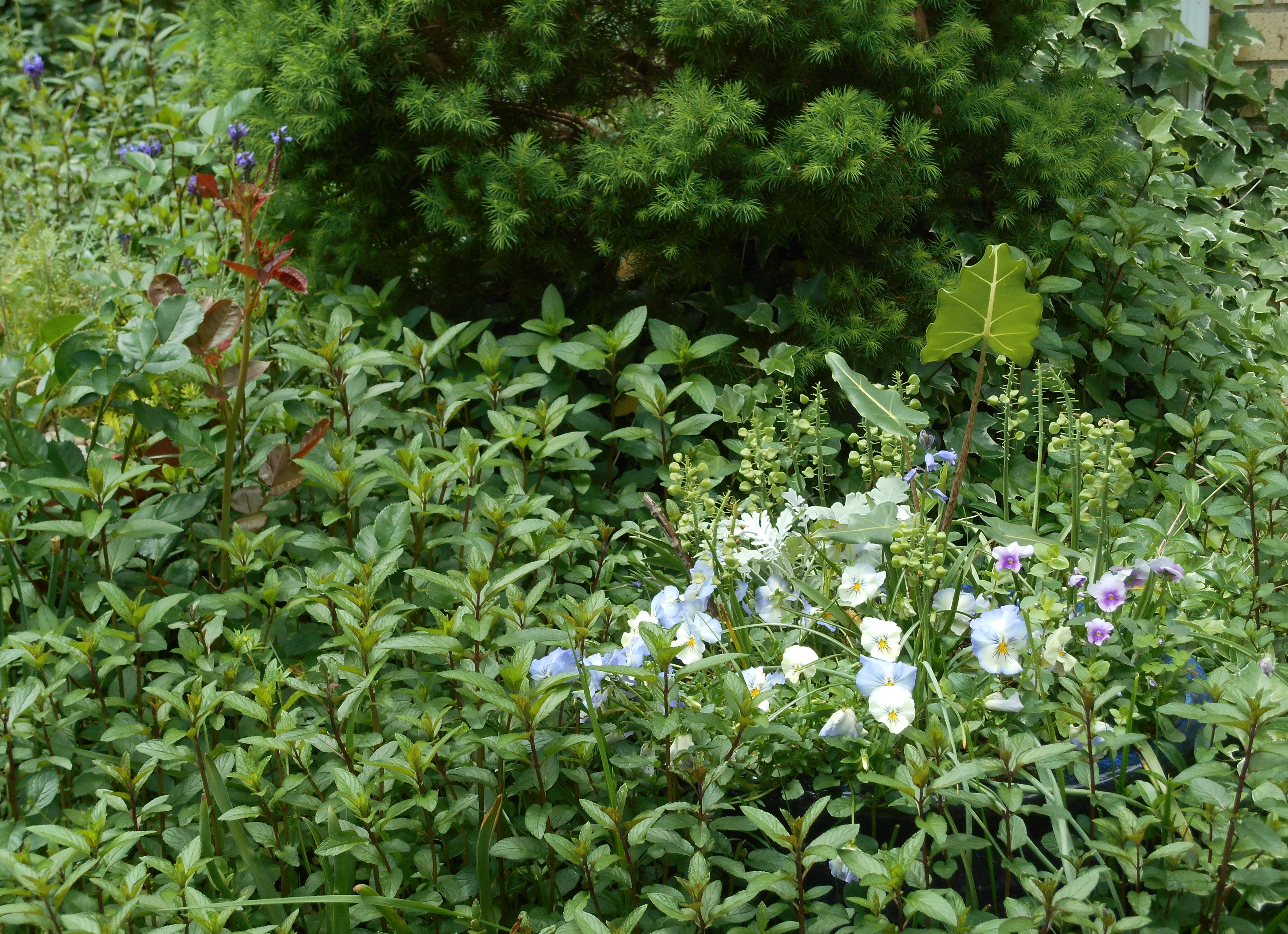 The wider view shows Violas also untouched this spring.