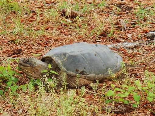 Found along the way, near Jamestown, this wise old turtle held its ground as I took photos.