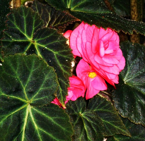 This tuberous Begonia grows in a pot 10 feet away from identical Begonias purchased the same day from the same nursery. They grow in a little more shade and have not yet bloomed. Although tuberous Begonias prefer partial shade, they need a filtered or morning sun to bloom well.