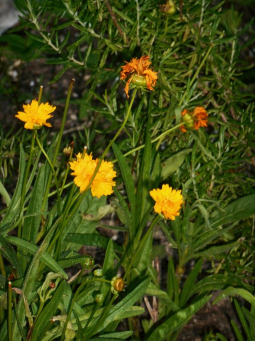 Coreopsis should be deadheaded until late in the season, when flowers may be left to go to seed for the birds. 