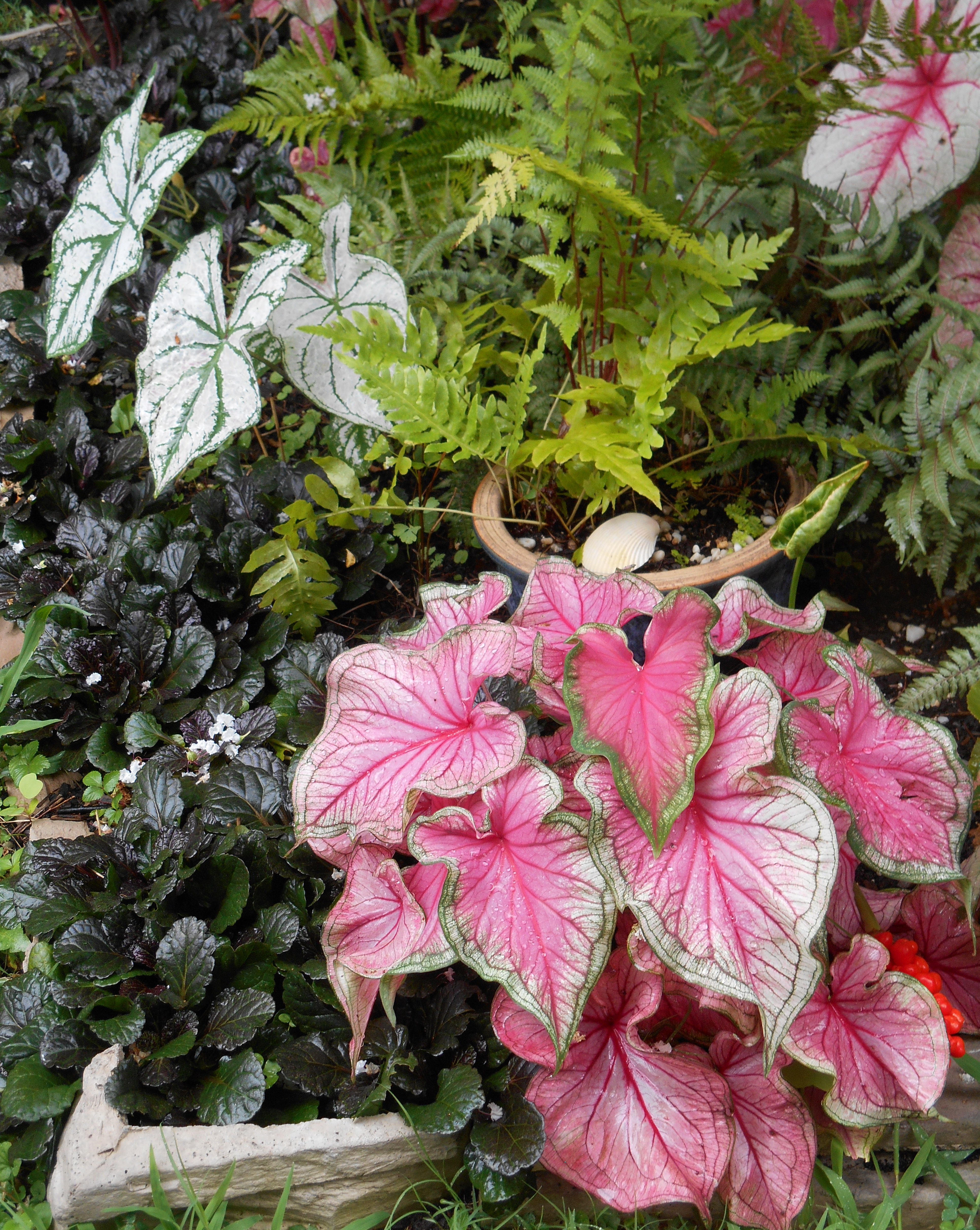 Ajuga reptans 'Black Scallop' proves a hardy and beautiful ground cover in pots and planting beds. Evergreen, it blooms each spring. Caladiums love our summer weather!