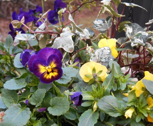 Violas and ivy make fora beautiful winter hanging basket in our climate. This photo from early January 2017.