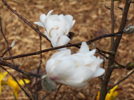 february-27-2017-magnolia-stellata-001