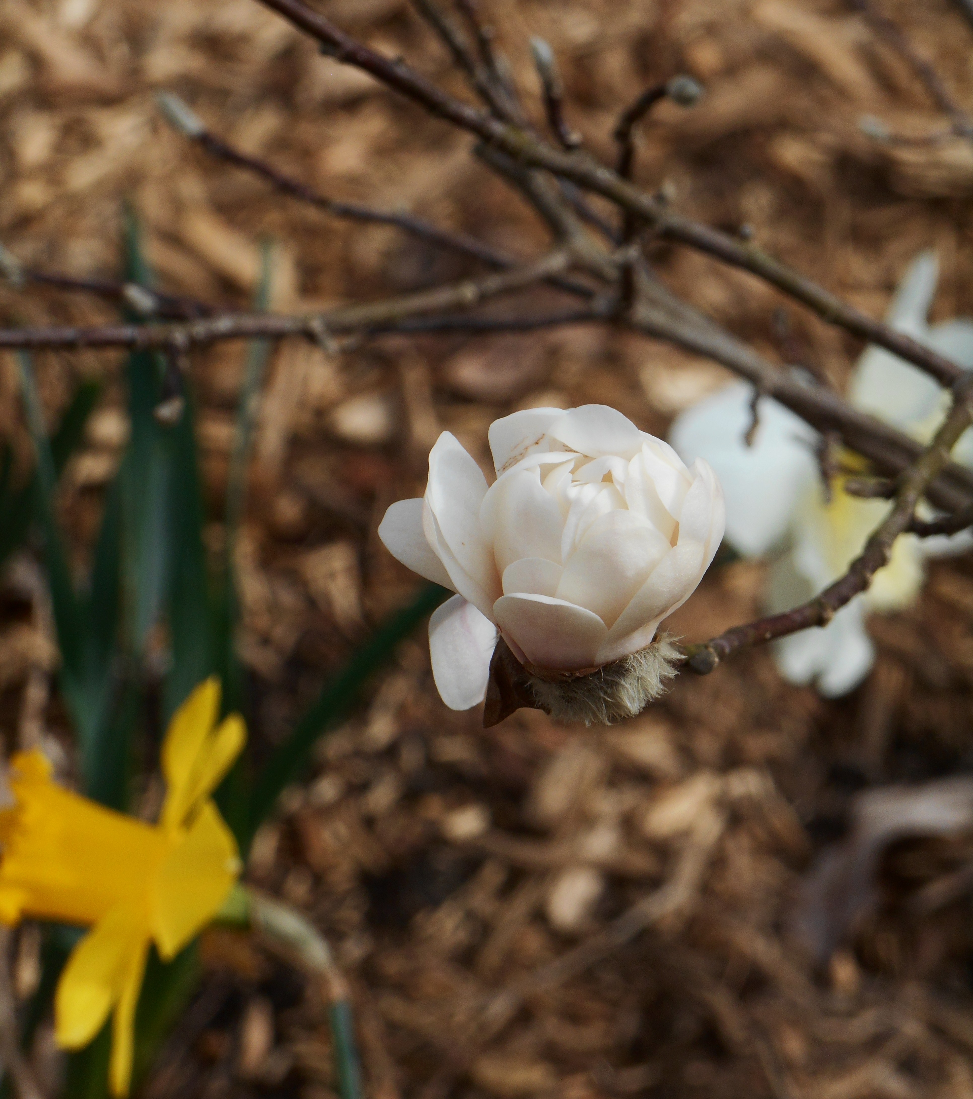 february-27-2017-magnolia-stellata-008