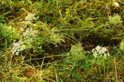 Queen's Anne's lace, or wild carrot
