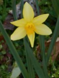 march-2-2017-daffies-011